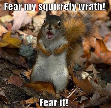 Squirrel Meme - Nut Rage