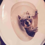 Funny Toilet Seat