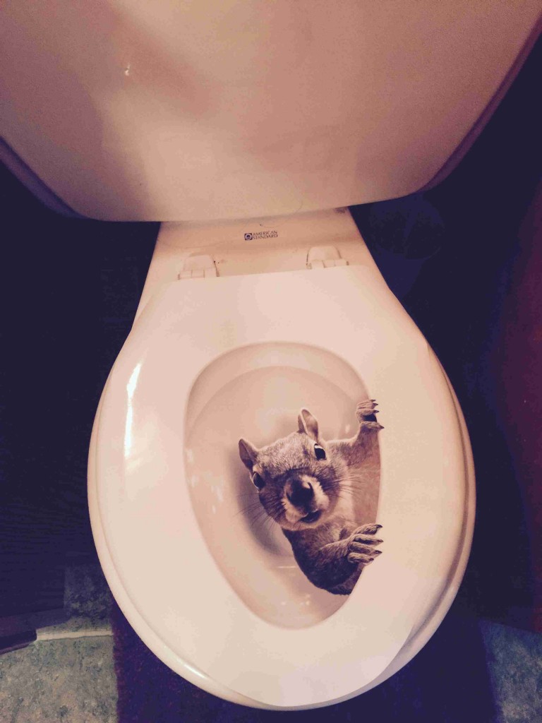 Squirrel Toilet Seat Cover