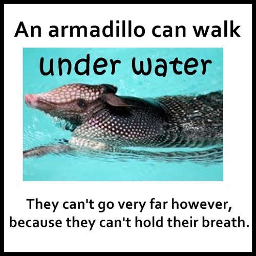 Tim Gard Meme - Armadillo's under water