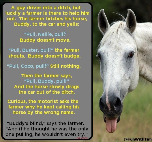 Tim Gard Joke of the Day - Buddy the Horse