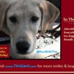 Tim Gard - Warm Fuzzy Friday Feeling